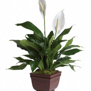 Teleflora's Lovely One Spathiphyllum Plant