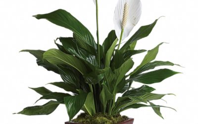 Teleflora’s Lovely One Spathiphyllum Plant