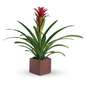 Teleflora's Bromeliad Beauty