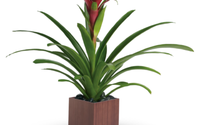 Teleflora’s Bromeliad Beauty