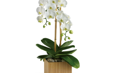 Teleflora’s Opulent Orchids