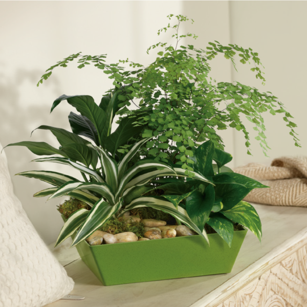 Forever Green Plant Garden