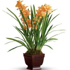Teleflora's Regally Yours Orchid