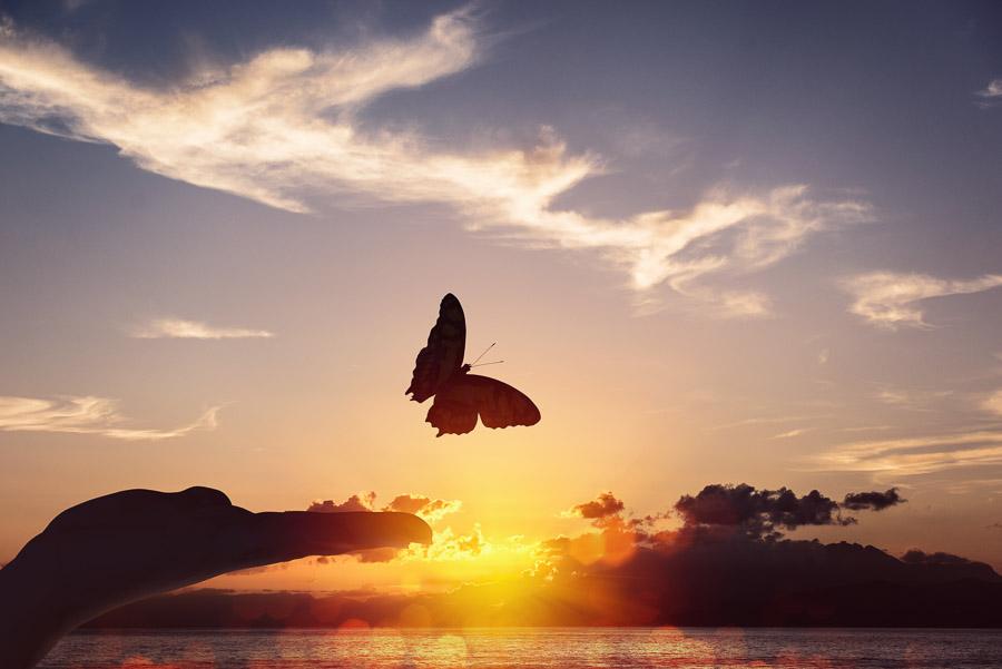 Butterfly takes flight from a human hand