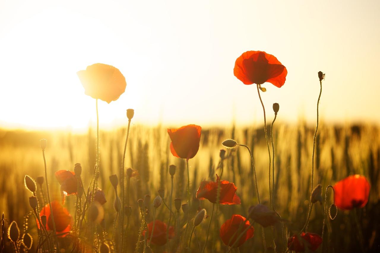 cremation services in Pasco, WA