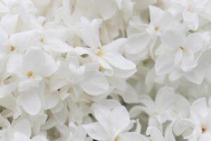 cremation services in Pasco, WA