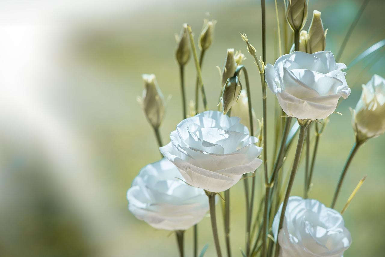 cremation services in West Richland, WA