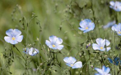 How to Plan a Meaningful Graveside Service