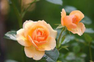 cremation services west richland wa