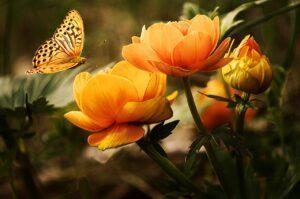 cremation services in richland wa