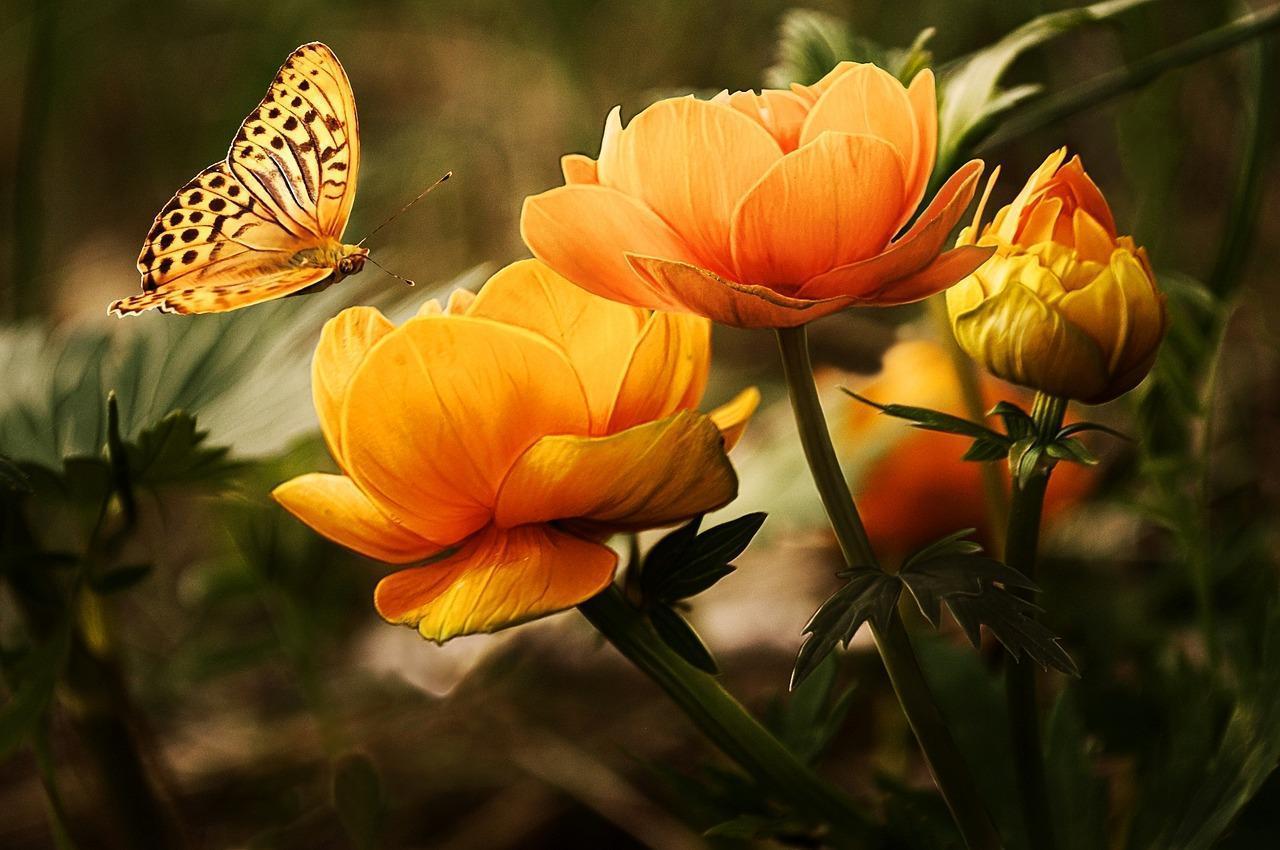 cremation services in richland wa