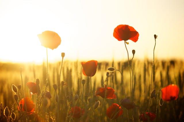 cremation services in West Richland, WA
